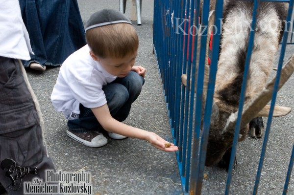 The Lag B’Omer Gallery Is Up